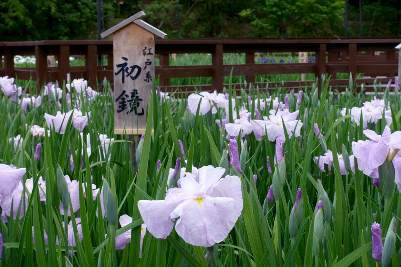 山田池公園 花菖蒲園