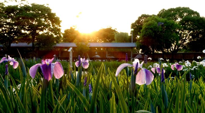 黄昏時　山田池公園 菖蒲園