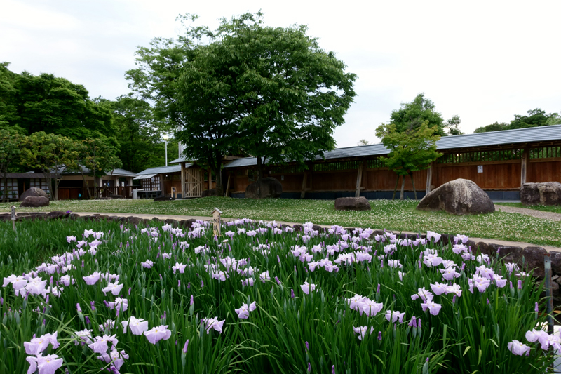 山田池公園 花菖蒲園