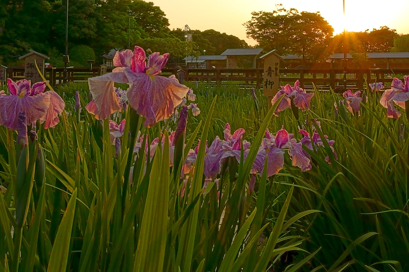 花菖蒲