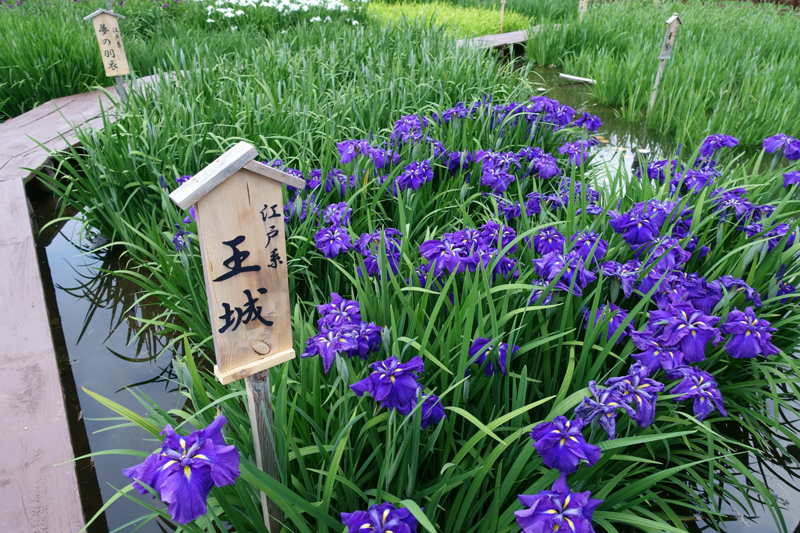 山田池公園 花菖蒲園