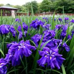 山田池公園 花菖蒲園