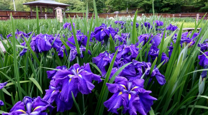 菖蒲園 見頃はまだ先