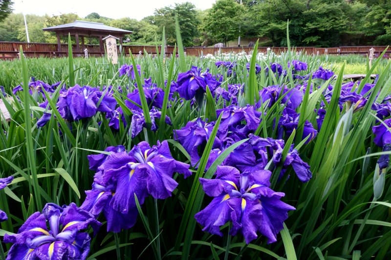 山田池公園 花菖蒲園