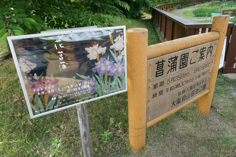 山田池公園 花菖蒲園