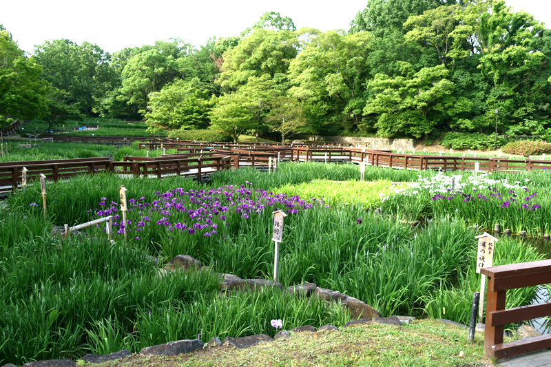 山田池公園 花菖蒲園