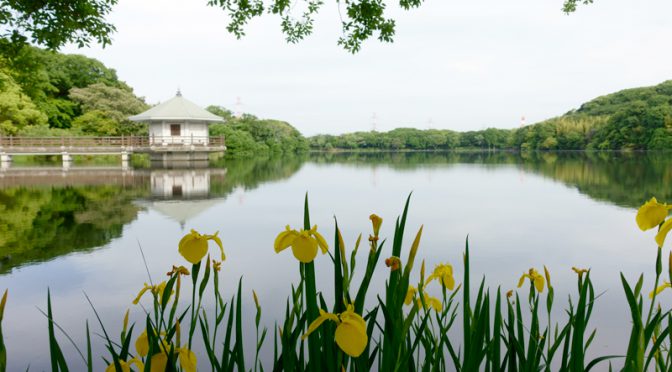 山田池公園 花菖蒲園