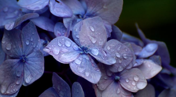 梅雨本番