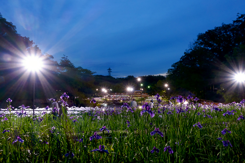 山田池公園 花しょうぶ園