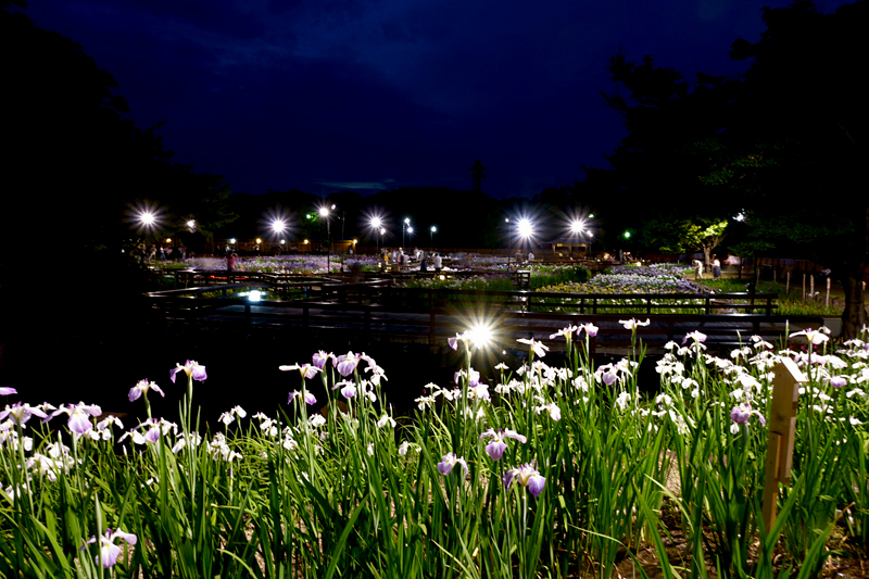 山田池公園 花しょうぶ園