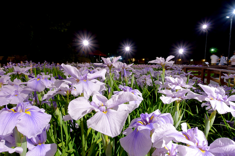 山田池公園 花しょうぶ園