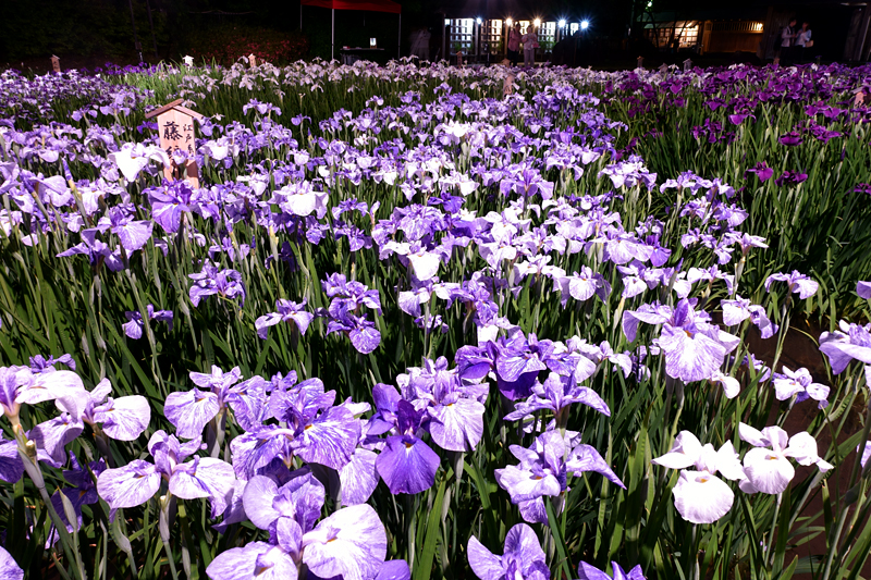 山田池公園 花しょうぶ園