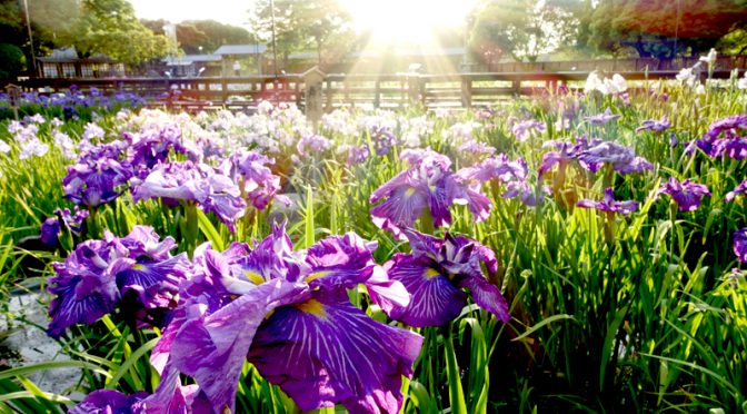 帰り道 花しょうぶ園