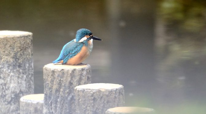 カワセミ 山田池公園