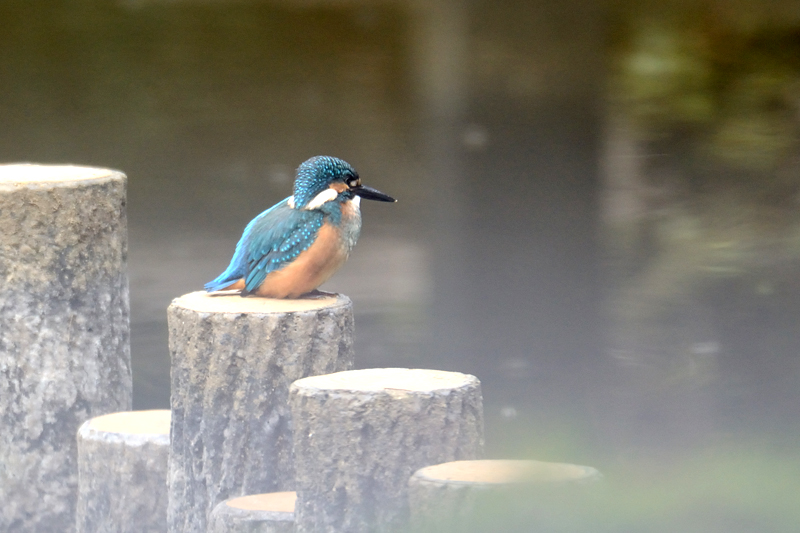 山田池公園のワセミ