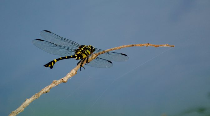 タイワンウチワヤンマ