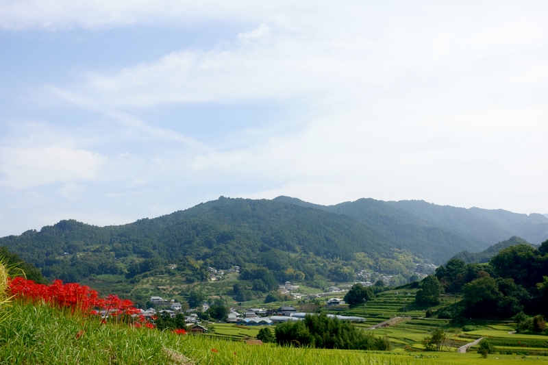 彼岸花 明日香無 稲渕