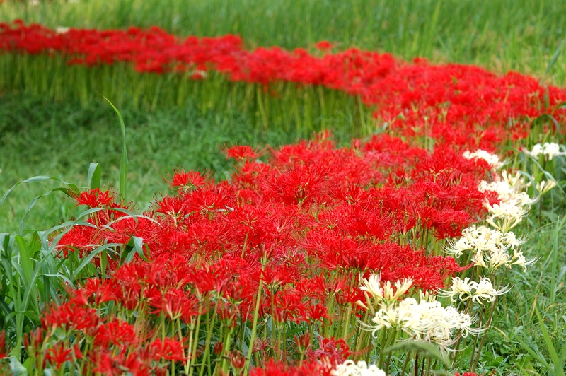 彼岸花 山田池公園