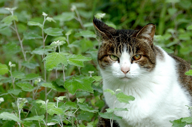 猫 山田池公園