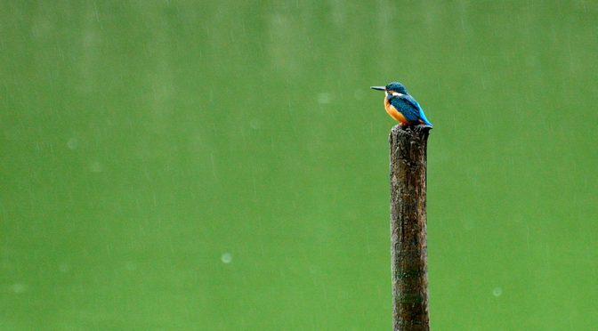 雨降る山田池　カワセミに出逢う