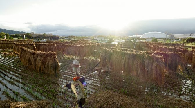 雨上がり田んぼの中の案山子