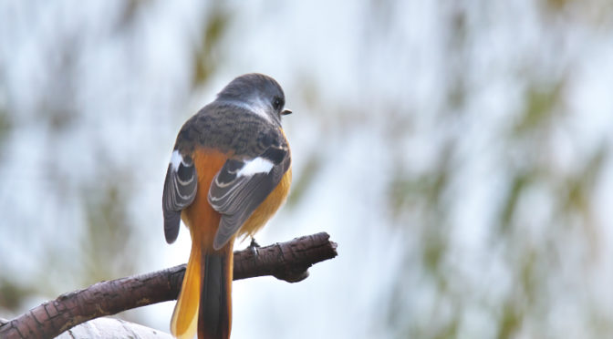 ジョウビタキ　山田池公園