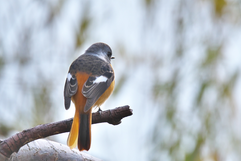 ジョウビタキ　山田池公園