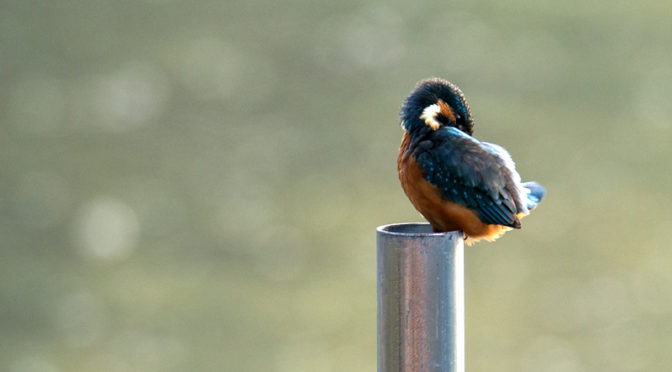 カワセミ 山田池公園