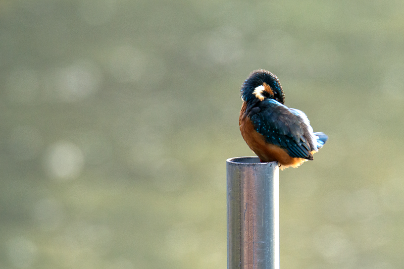 カワセミ 山田池公園