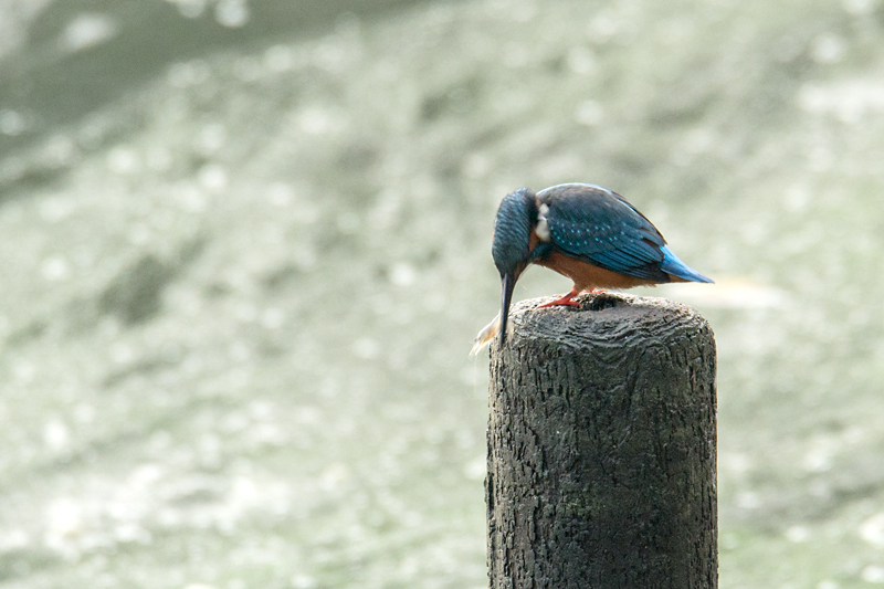 カワセミ 山田池公園