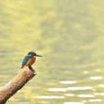 カワセミ 山田池公園