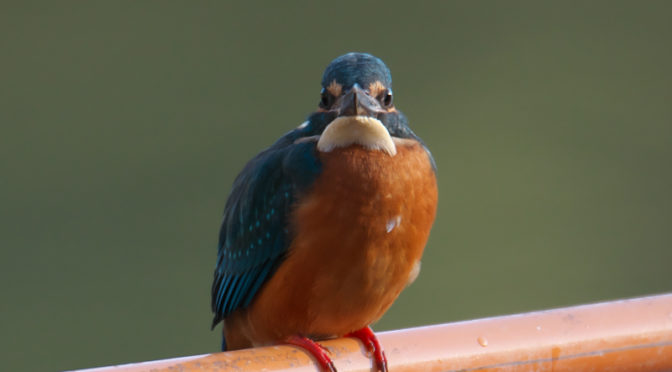 カワセミの正面はちょっと微妙