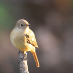 ジョウビタキ　山田池公園