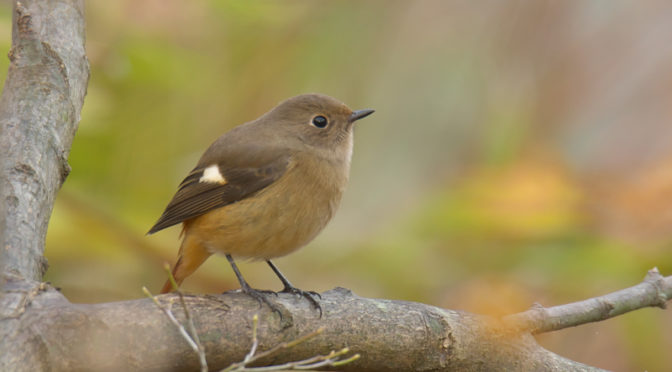 つぶらな瞳のジョウビタキ♀