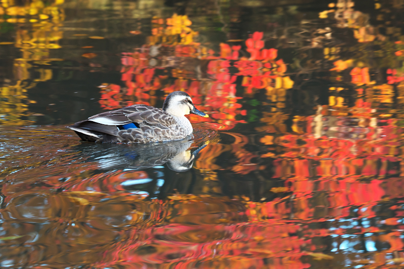 カルガモ　山田池公園