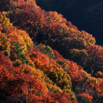 交野山　紅葉