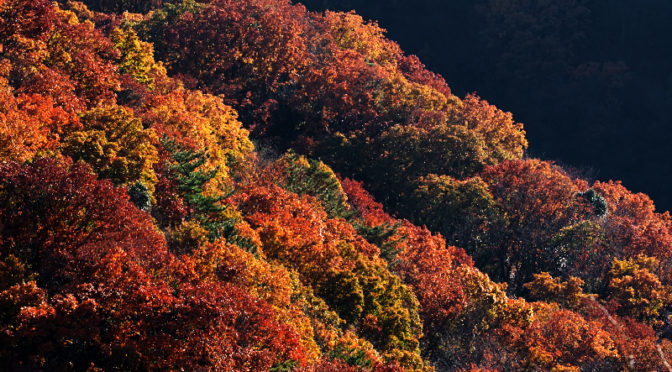 交野山の紅葉