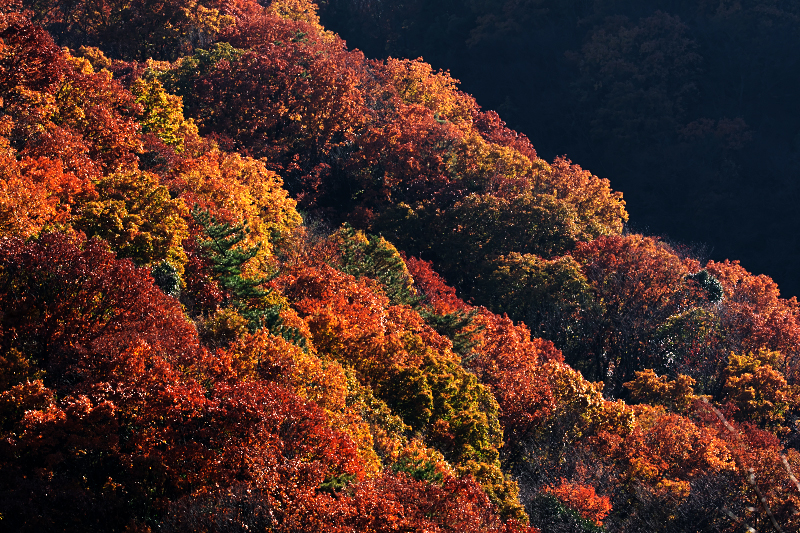 交野山　紅葉