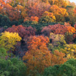 山田池公園　紅葉