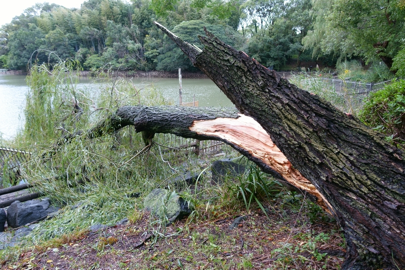 山田池　台風　倒木