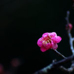 紅梅　八重寒紅　山田池公園　