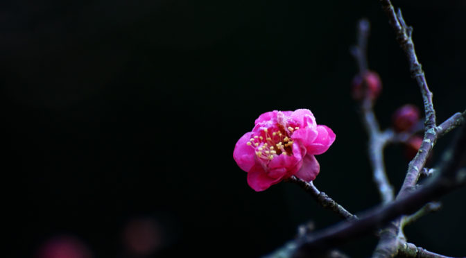 赤い梅の花　八重寒紅