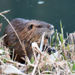 ヌートリア　山田池公園