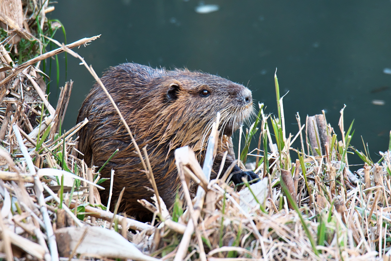 ヌートリア　山田池公園