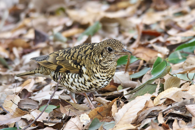 トラツグミ　山田池公園