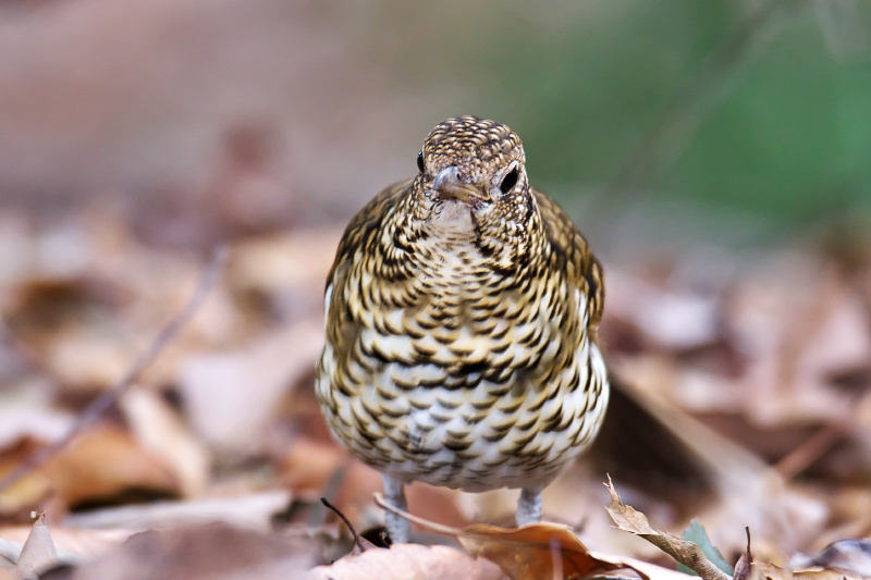 トラツグミ　山田池公園