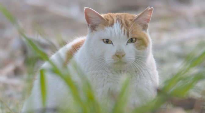 猫　山田池公園