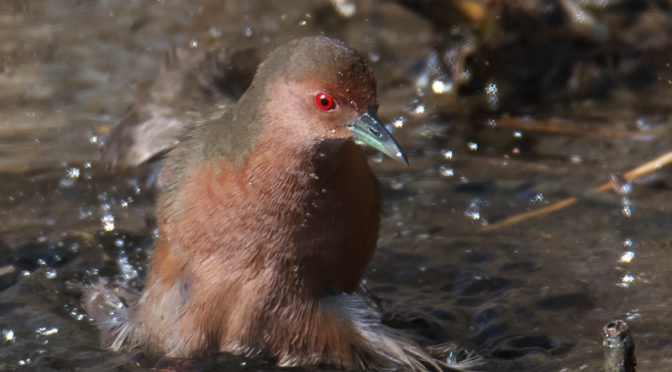 ヒクイナ　山田池公園