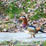 オシドリ　山田池公園