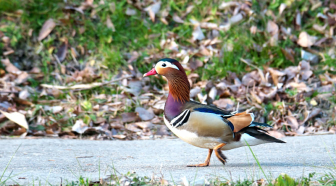 オシドリ　山田池公園